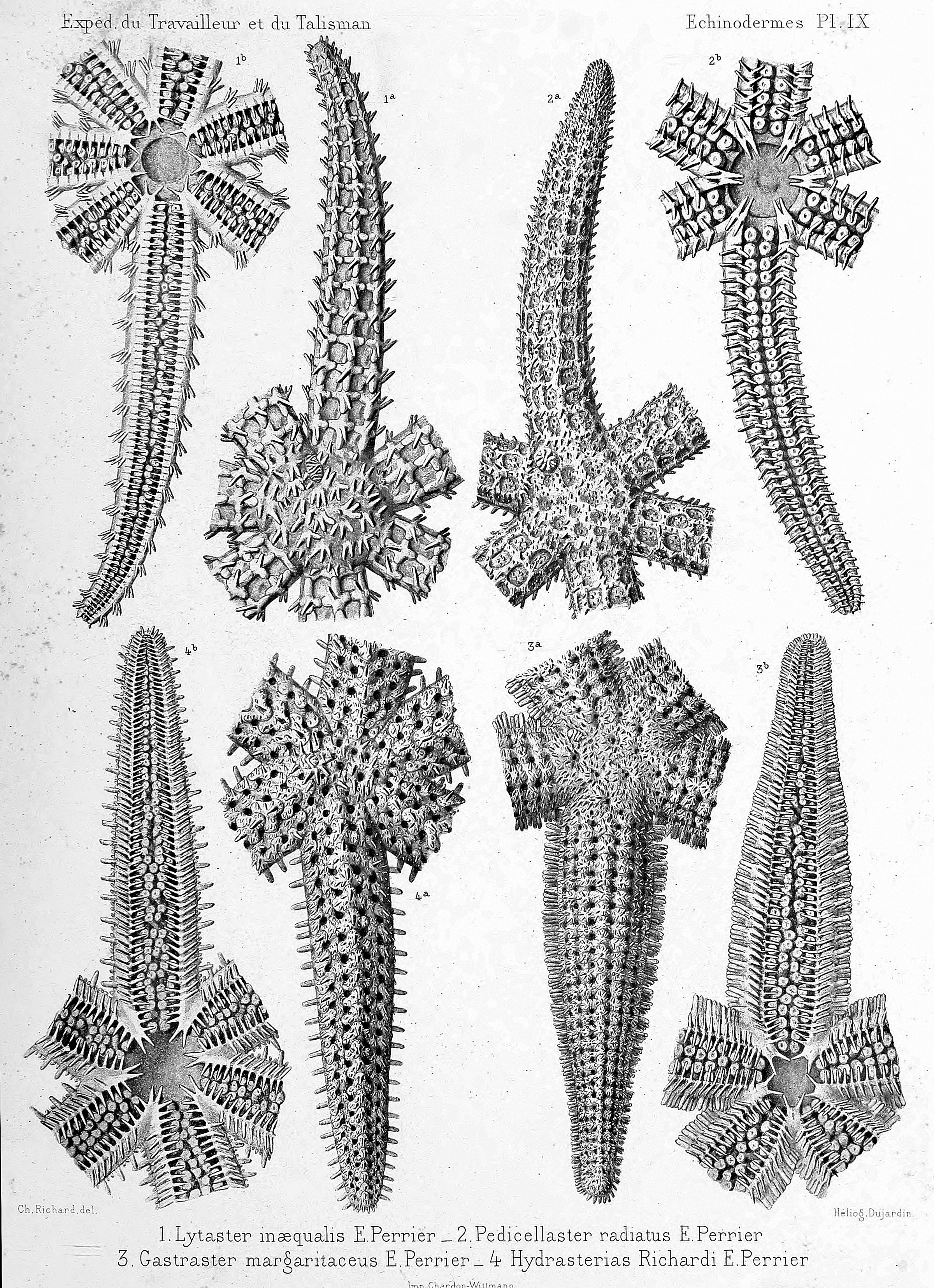 From Perrier's monograph on the echinoderms of the expeditions