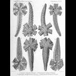 From Perrier's monograph on the echinoderms of the expeditions