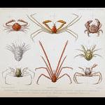 Deep-sea crabs decribed by Milne Edwards and Bouvie