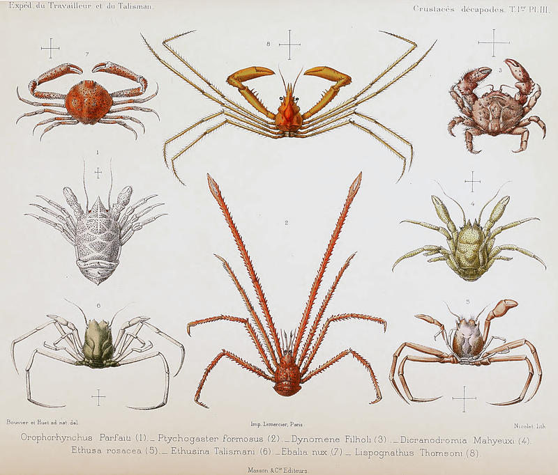 Deep-sea crabs decribed by Milne Edwards and Bouvie