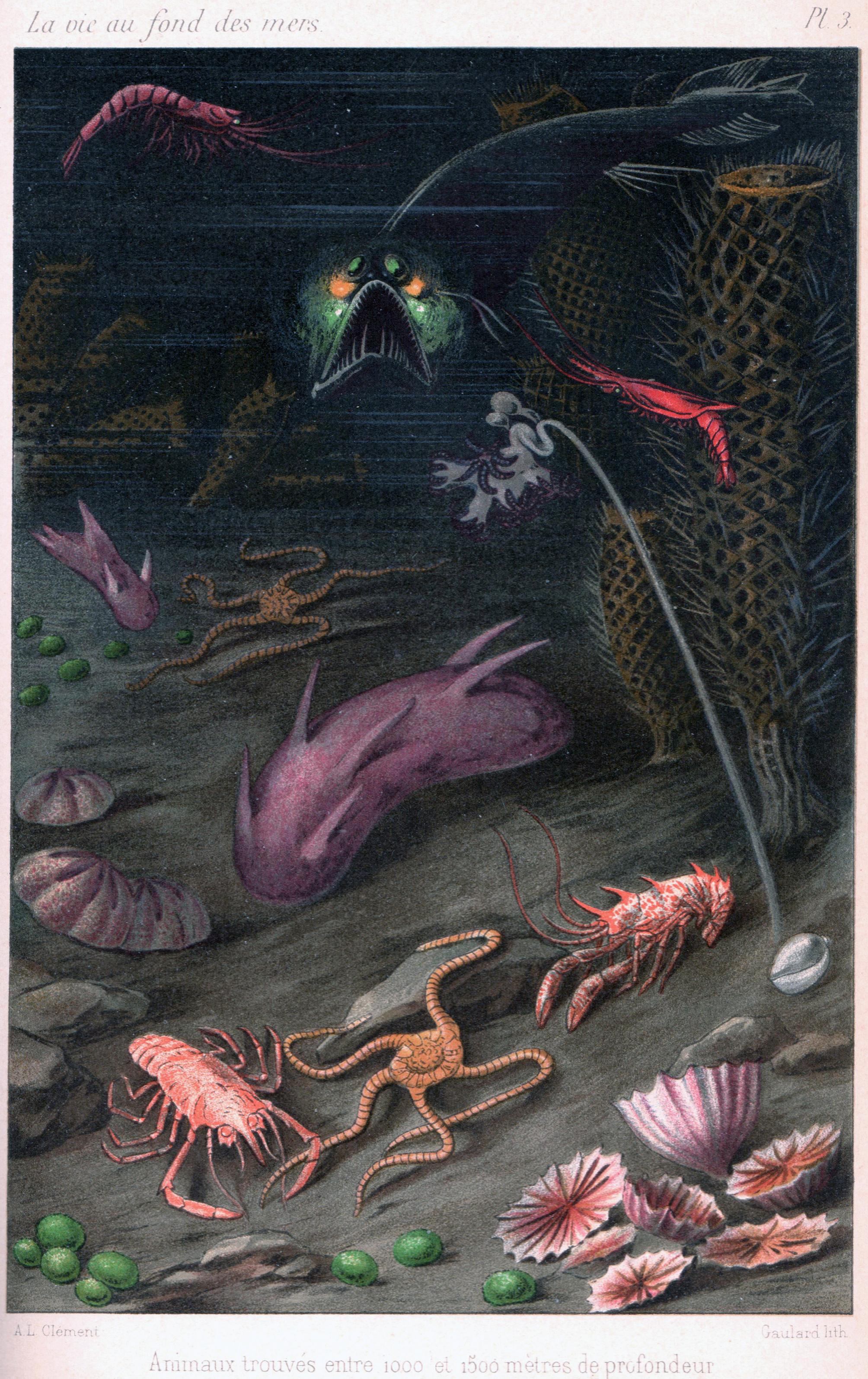 Plate 3 from Filhol's La Vie Au Fond Des Mers