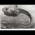 Deep-sea fish from Filhol's La Vie au Fond de Mers