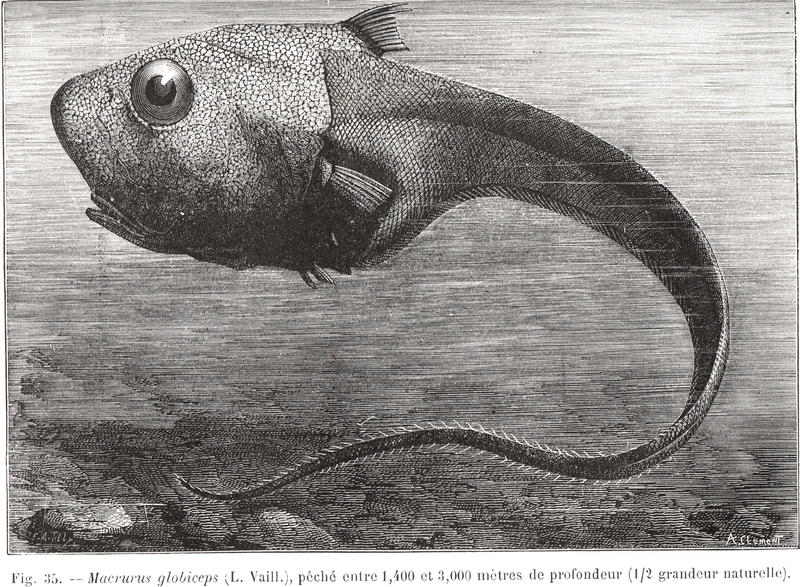 Deep-sea fish from Filhol's La Vie au Fond de Mers