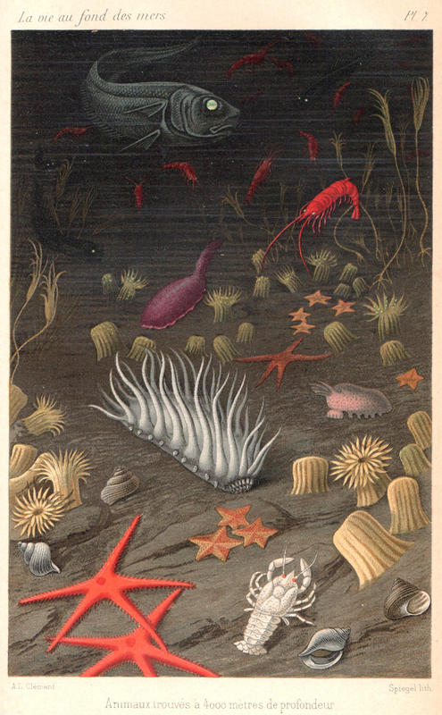 Plate 7 from Filhol's La Vie Au Fond Des Mers