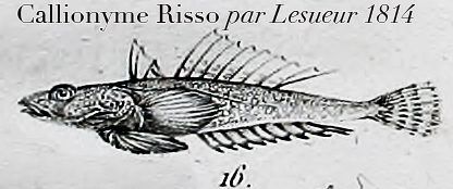 Lesueur named fish for Risso