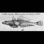 Lesueur named fish for Risso
