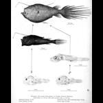 Bertelsen 1951 Ceratoid Fish Plate