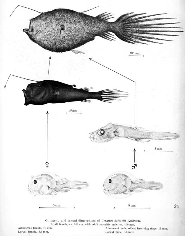 Bertelsen 1951 Ceratoid Fish Plate