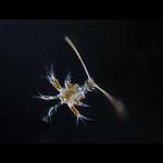 Deep-Sea Nauplius