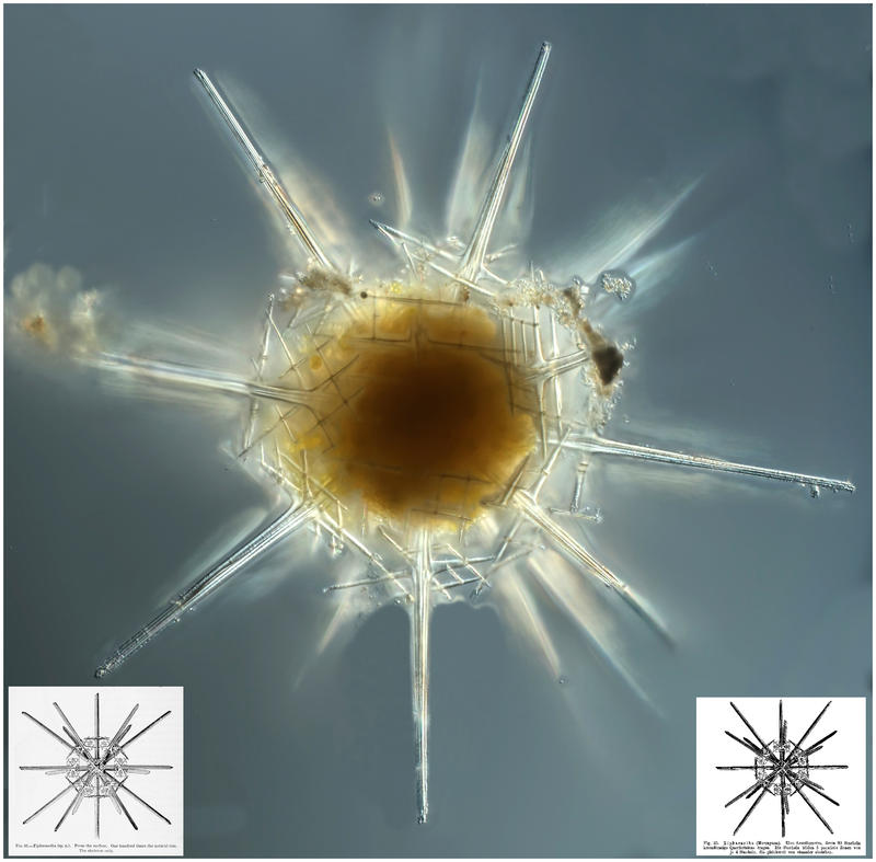 Xiphacantha murrayana Haeckel 1878