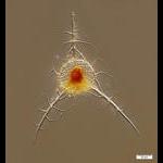 Radiolarian (Pteroscenium sp.) from a deep net tow