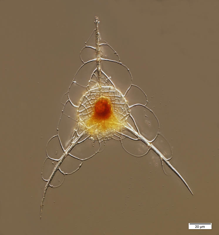 Radiolarian (Pteroscenium sp.) from a deep net tow