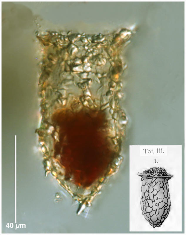 Tintinnopsis nitida