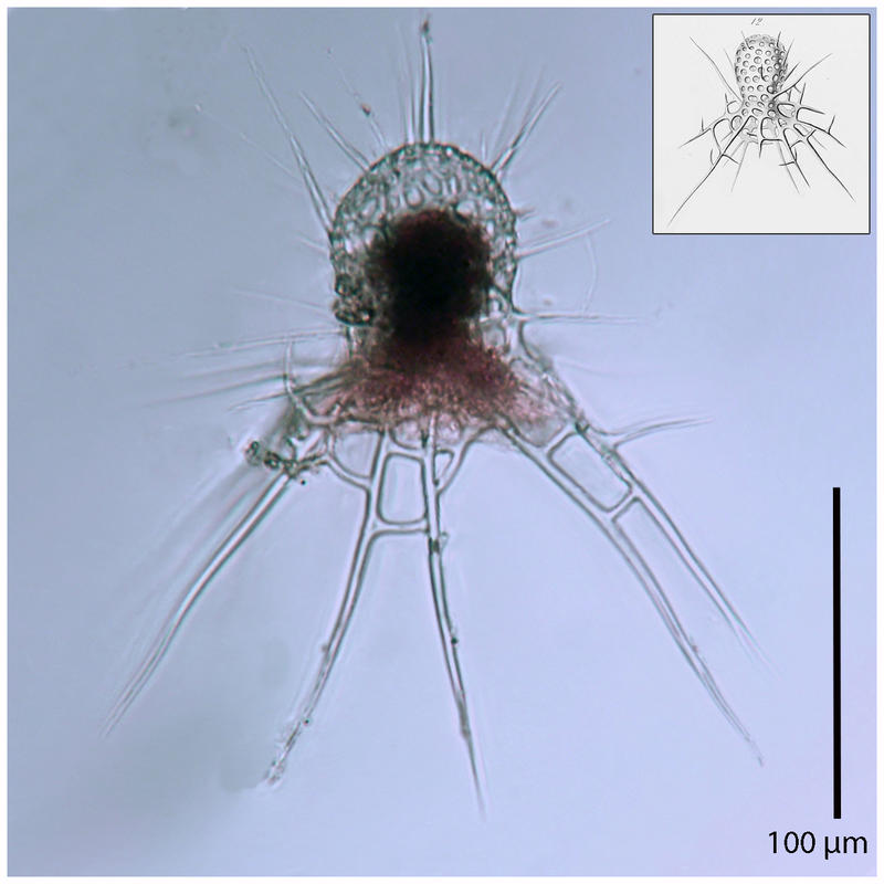 Arachnocorys umbellifera Haeckel 1861