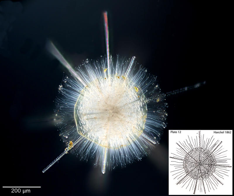 Spongosphaera heliodes Haeckel 1862