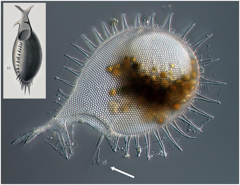 Haeckel drawing and a live specimen