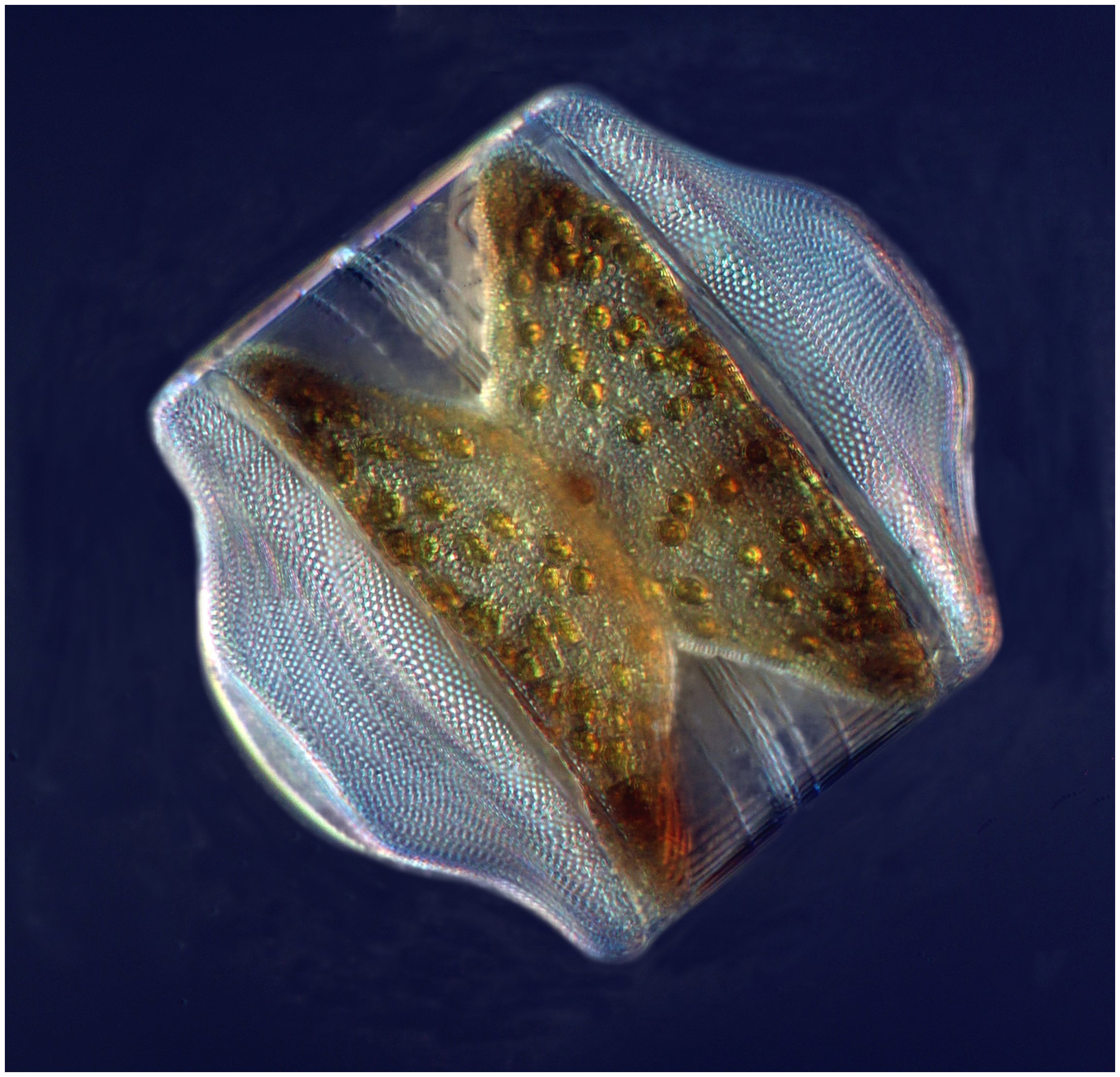 Coscinodiscus bouvet (Karsten 1905)