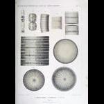 The Valdivia Expedition, Deutsche Tiefsee-Expedition 1898-1899, Phytoplankton Plates of Gustave Karsten