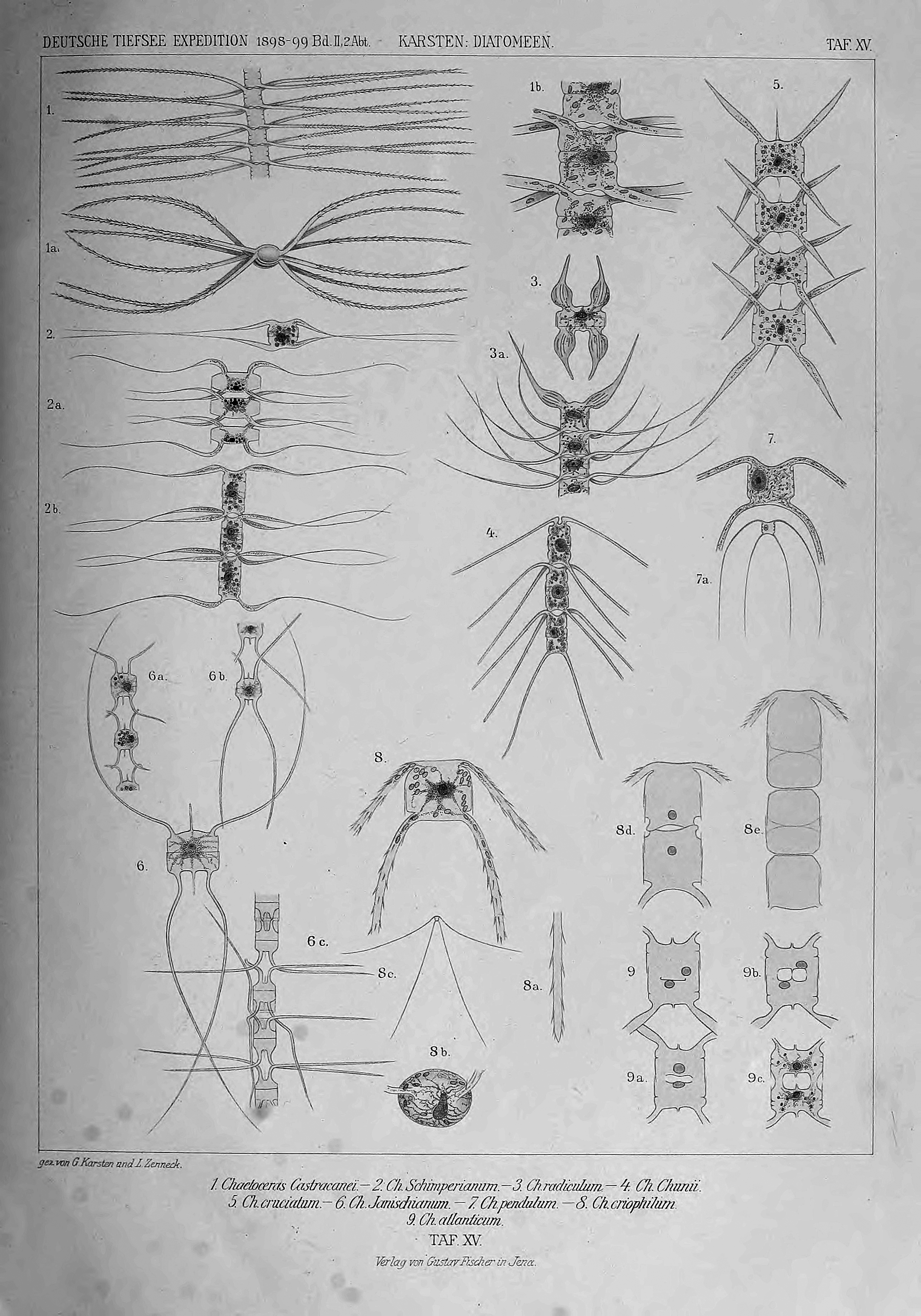 wissenschaftlich22chun_0203