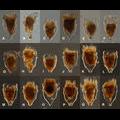 Morphological variability of Ptychocylis obtusa