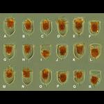 Morphological variability of Acanthostomella norvegica