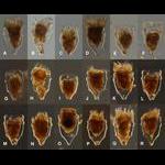 Morphological variability of Ptychocylis obtusa found in a single sample