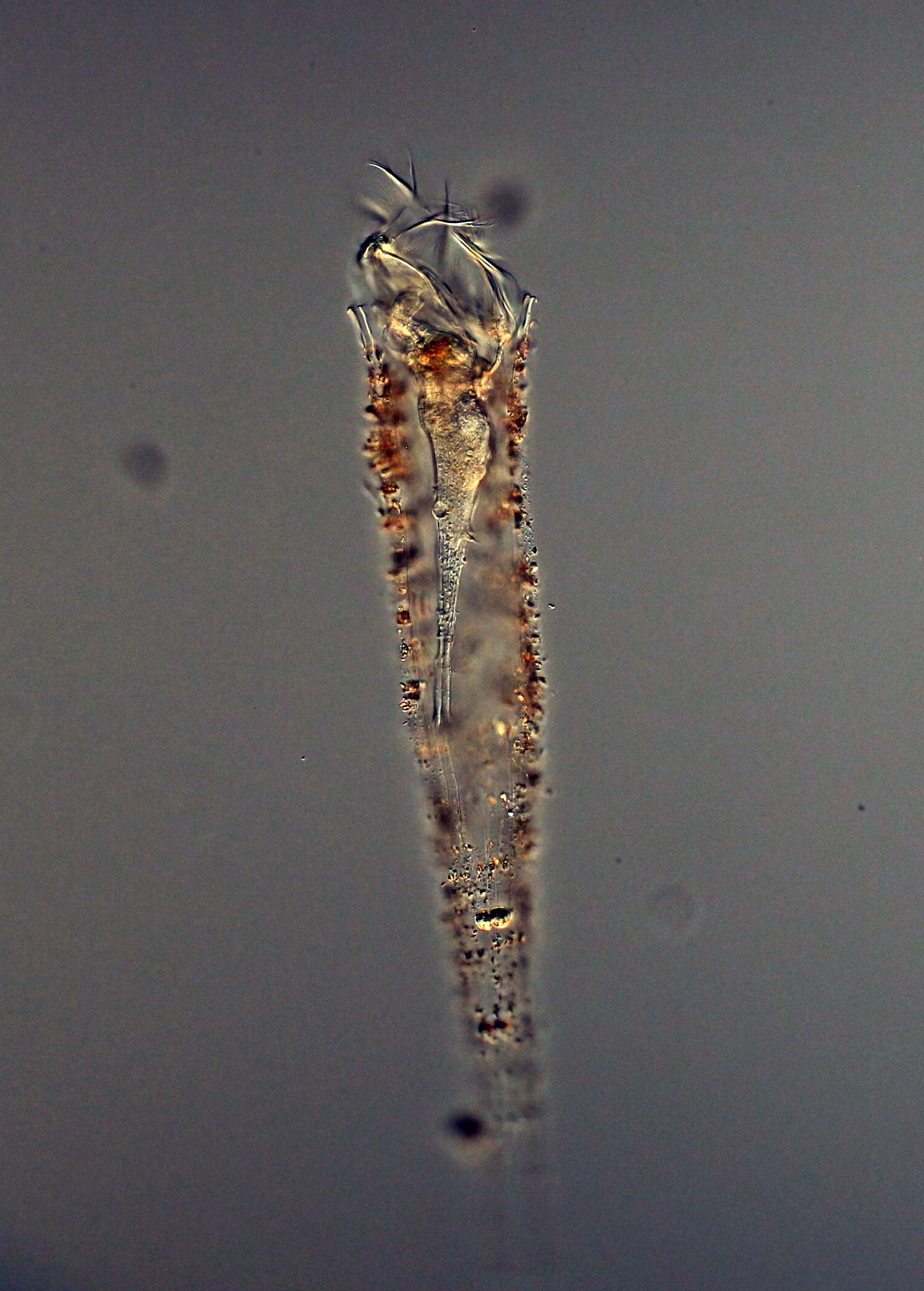 Tintinnid ciliate Daturella live from the deep