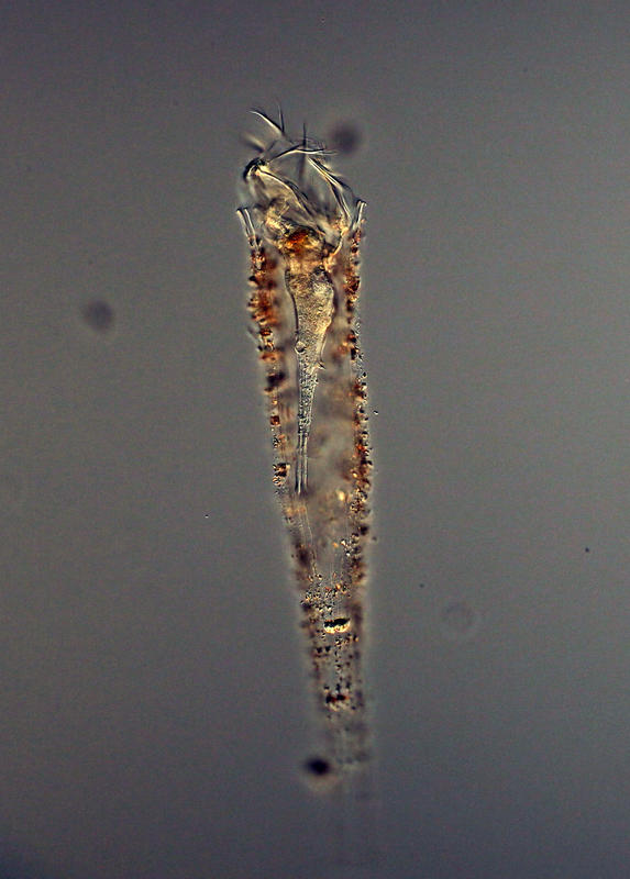 Tintinnid ciliate Daturella live from the deep