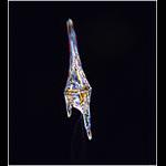 Dinoflagellate Ceratium furca