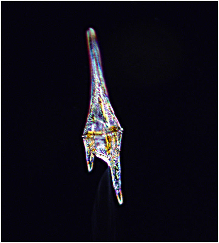Dinoflagellate Ceratium furca