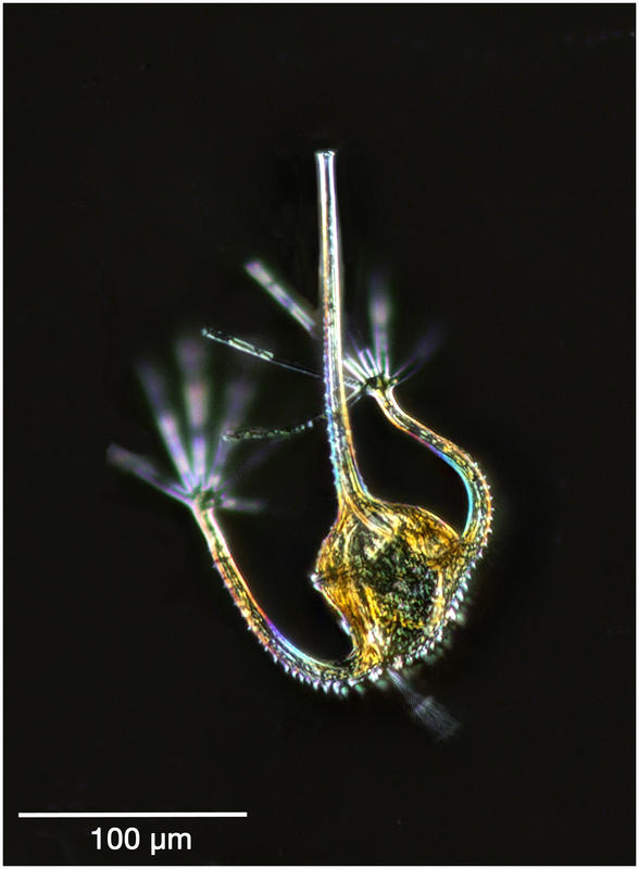 Dinoflagellate Ceatium ranipes