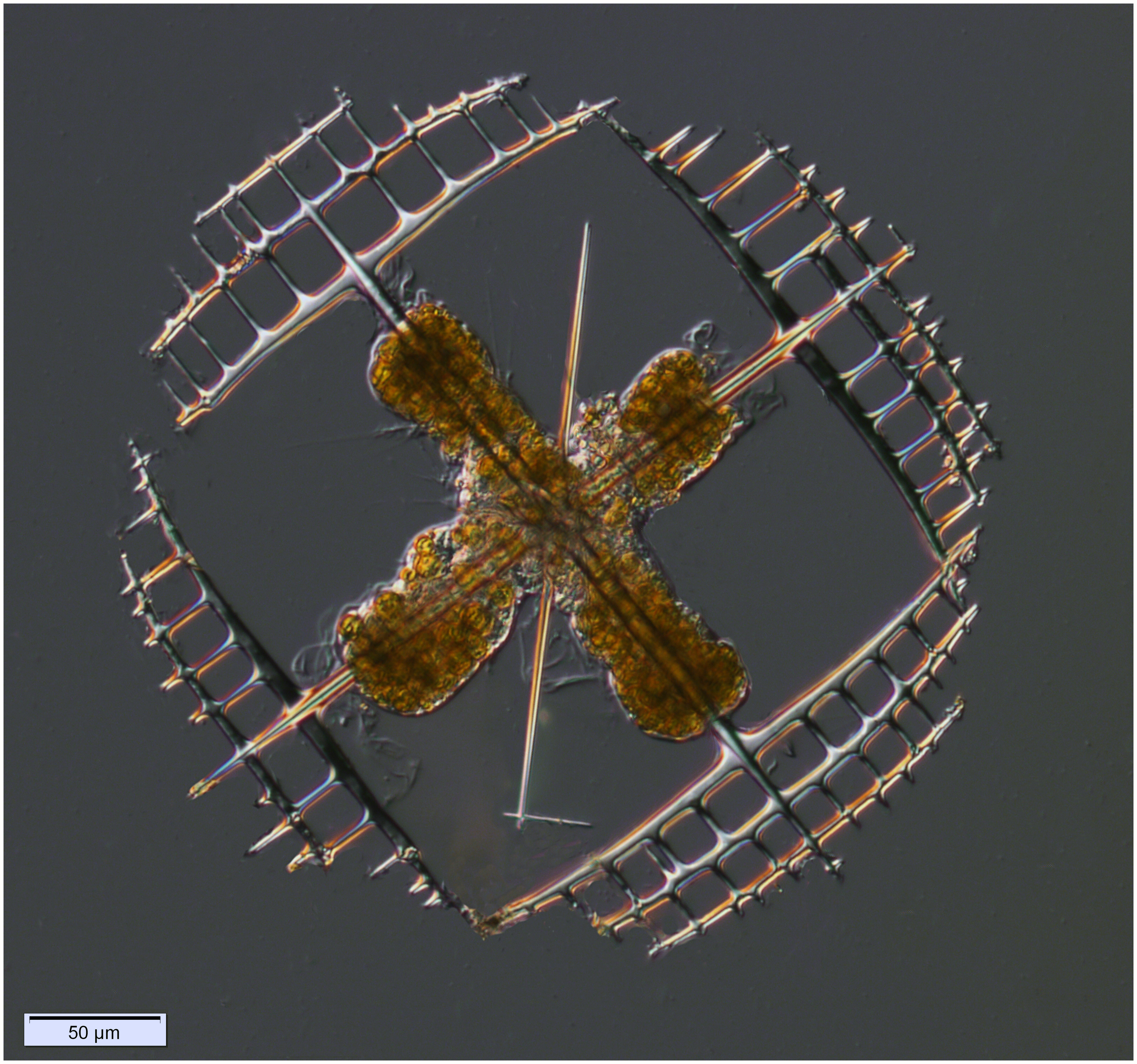 Acantharian Lithoptera fenestrata