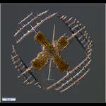 Acantharian Lithoptera fenestrata