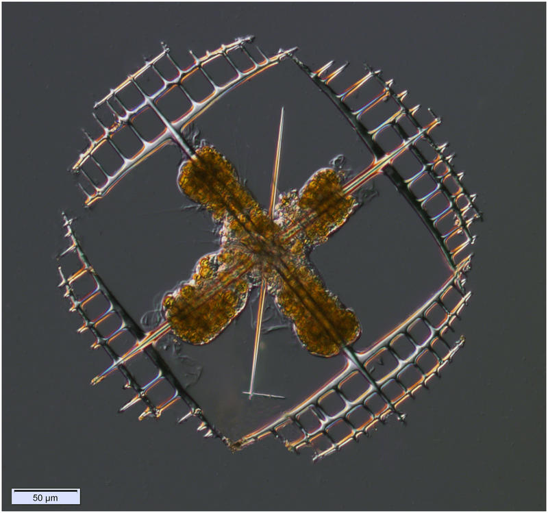 Acantharian Lithoptera fenestrata