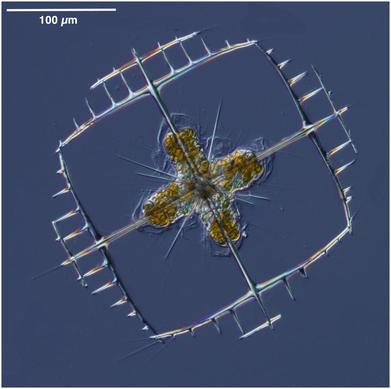 Acantharian Lithoptera fenestra