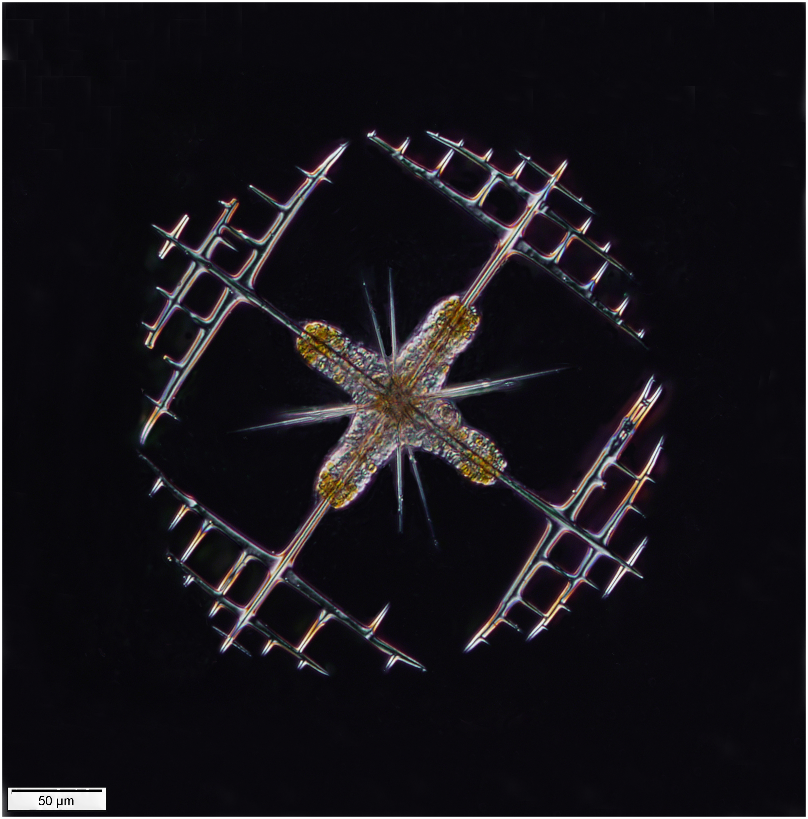 Acantharian Lithoptera fenestrata