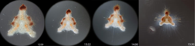 Radiolarian Dictyocoryne profunda forming it pseudopodes after being pipetted from a sample taken at 250 m on March 9, 2021