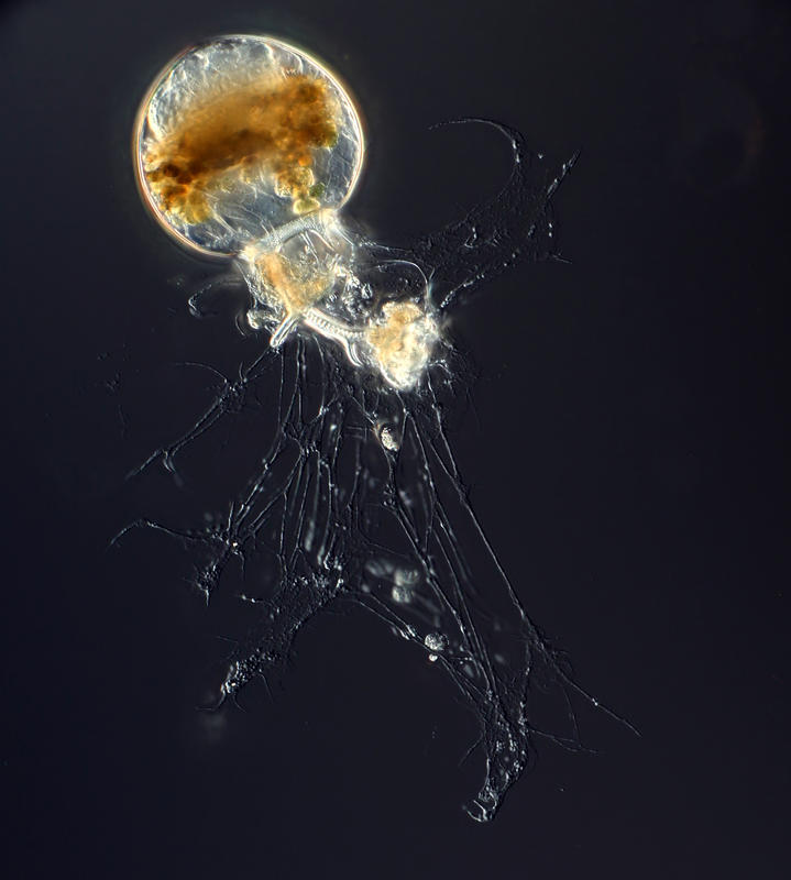 Phaeogromid Euphysetta lucani extending its feeding pseudopods