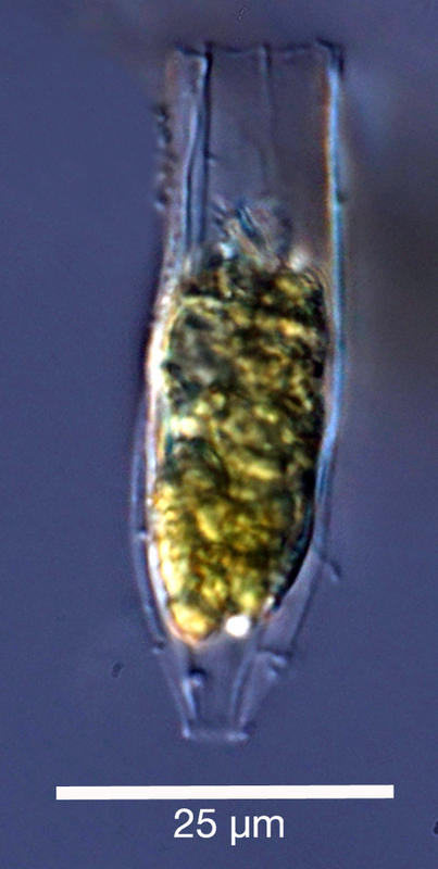Amphorides laackmanni found in the high arctic