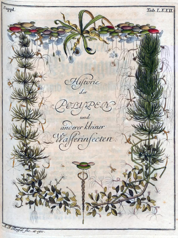 Cover of Die Historie der Polypen der siissen Wasser und anderer kleiner Wasserinsecten hiesiges Landes'