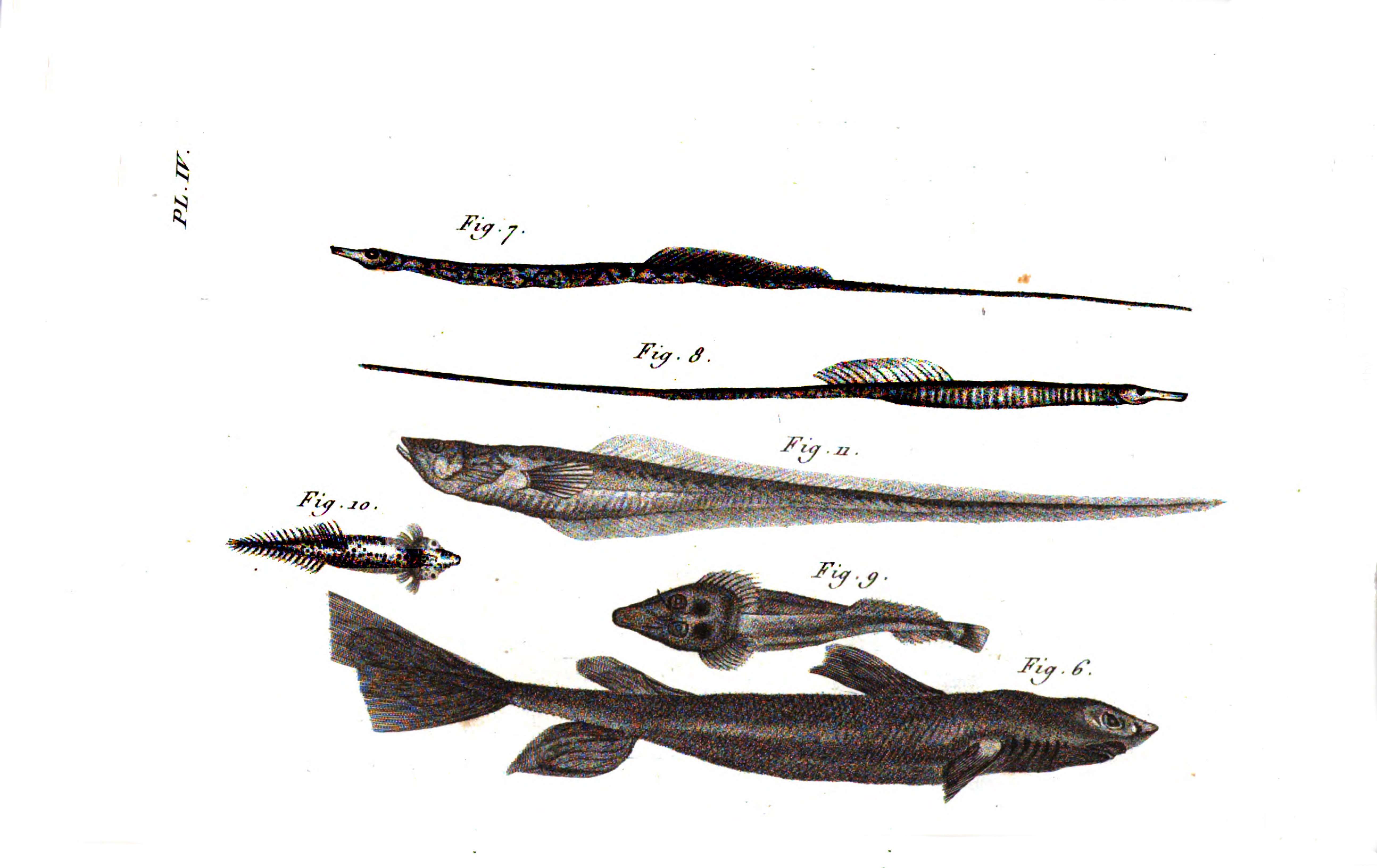 Plate 4