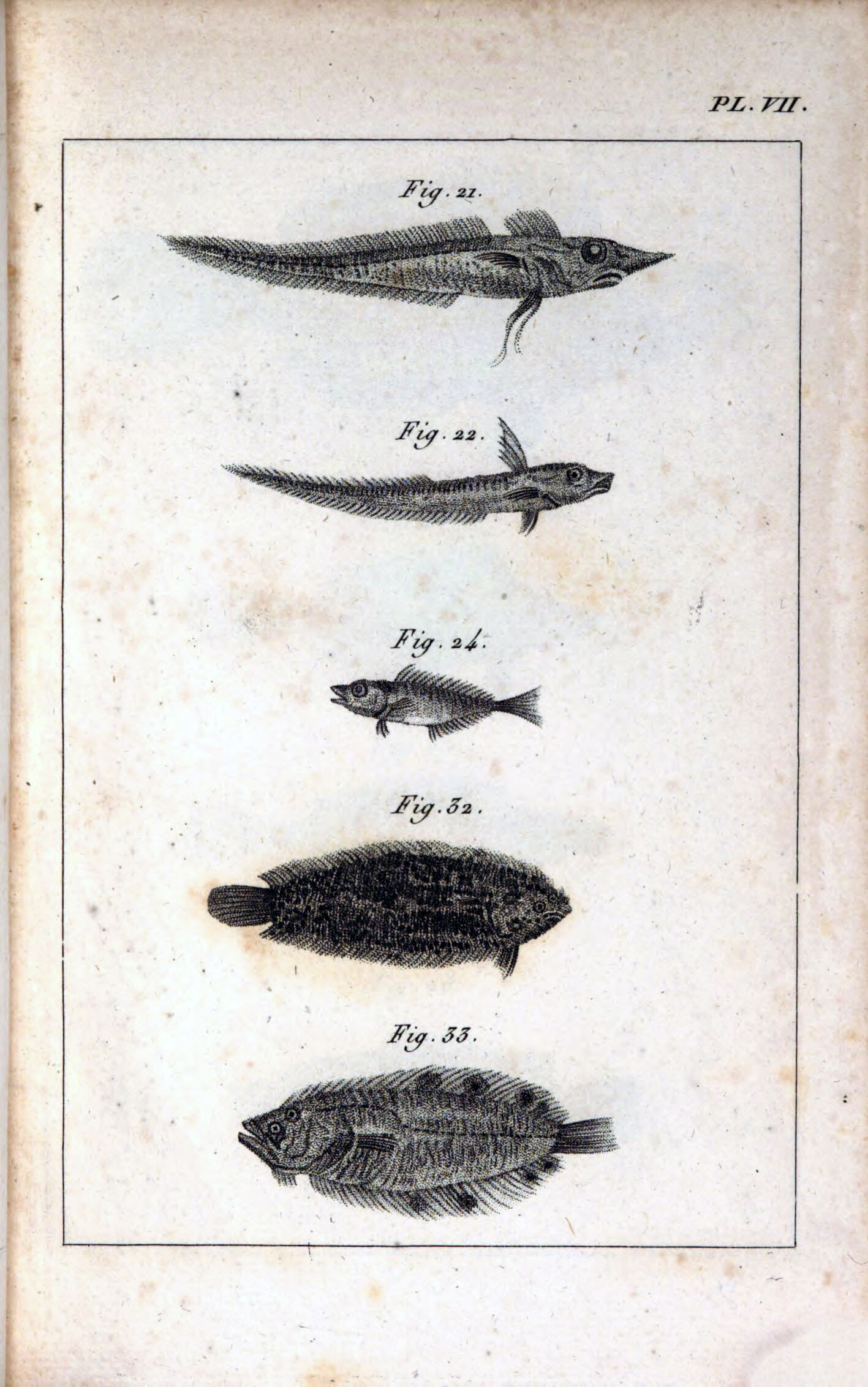 Plate7