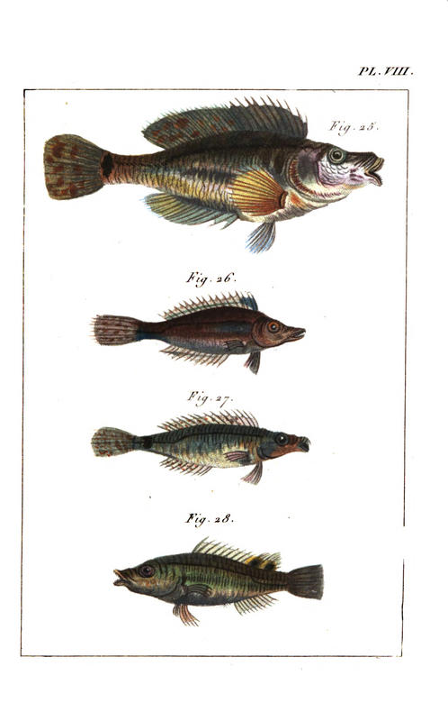 Plate8