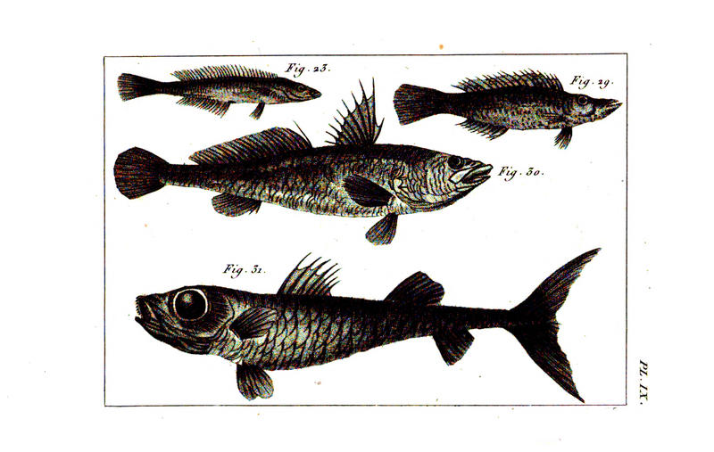 Plate9