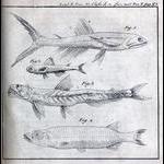 1820RissoNewFishPlate