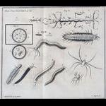 Appears to earliest illustration of oligotrich and tintinnid ciliates in 'Fig. 1' of Plate 10 from Baster 1757