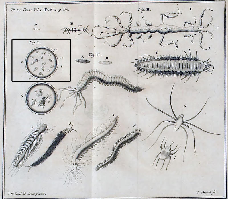 Appears to earliest illustration of oligotrich and tintinnid ciliates in 'Fig. 1' of Plate 10 from Baster 1757