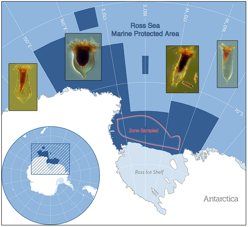 Ross Sea (Antarctica)