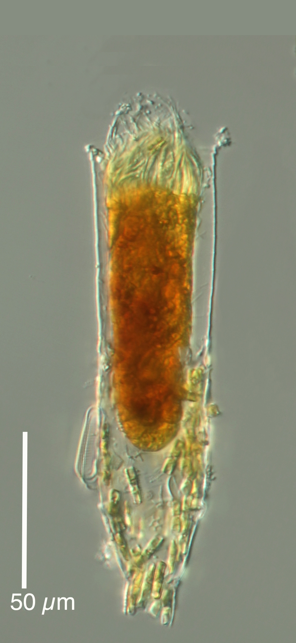 Laackmanniella naviculaefera from station 16