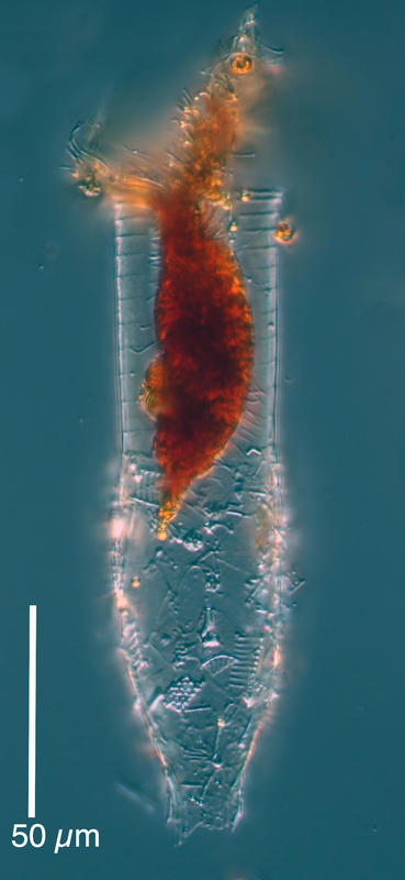Laackmanniella naviculaefera from station 38